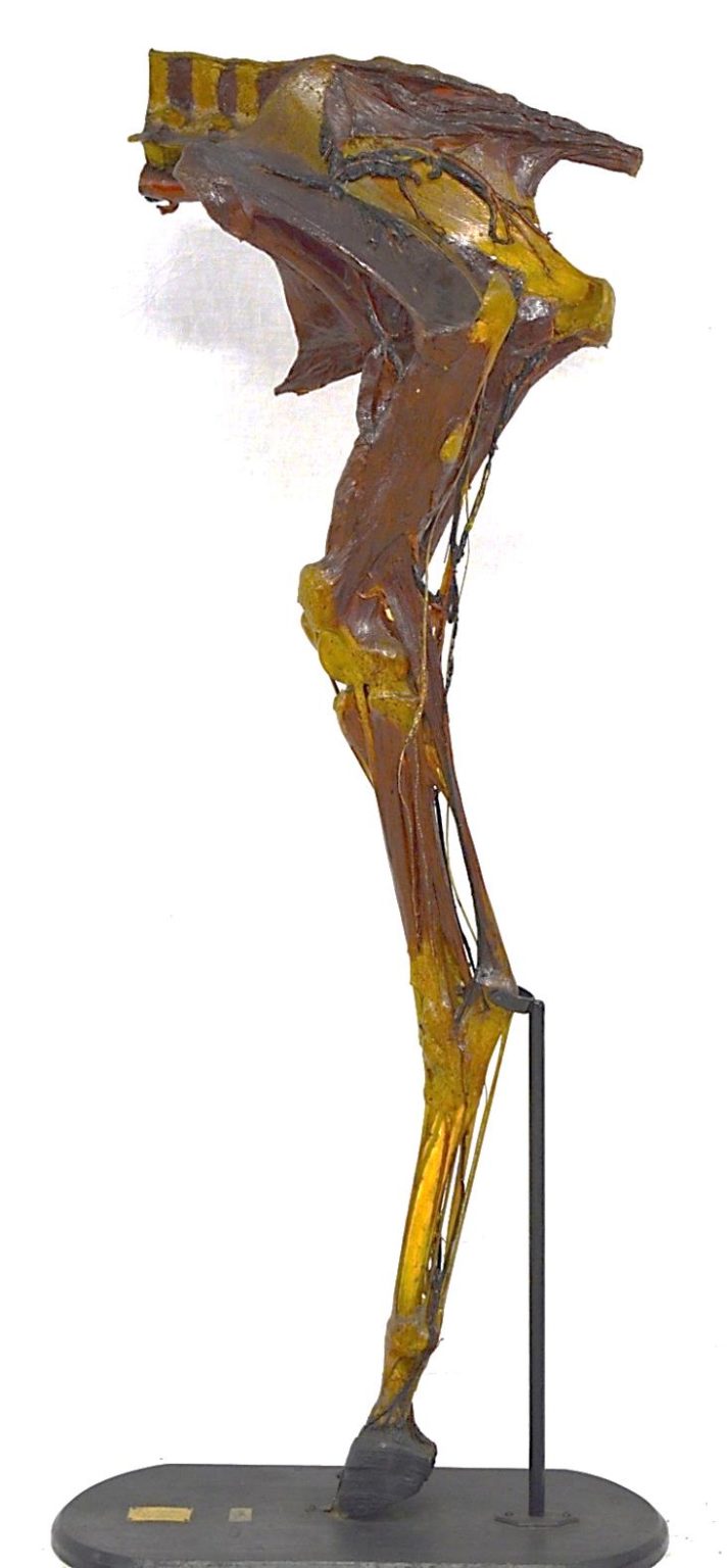 Arto posteriore: muscoli della groppa, coscia e gamba con arterie e ...